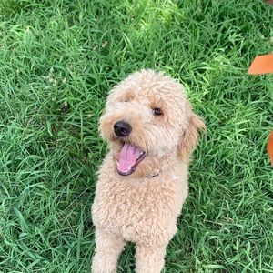 Meet your Posher, Melia